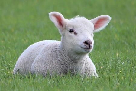 Foto zum Angebot Ostertage an der Nordsee                                                           